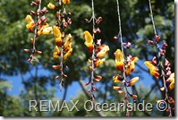 REMAX Jaco Costa Rica Real Estate landscape (19)